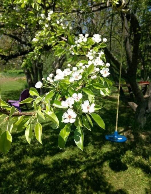 Family Friendly Cottage ☆Walking Distance To Beach Lions Head Eksteriør bilde